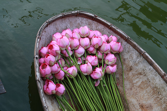Dịu dàng mùa sen