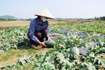 Hạt giống rau và dưa hấu có cách tính thuế mới