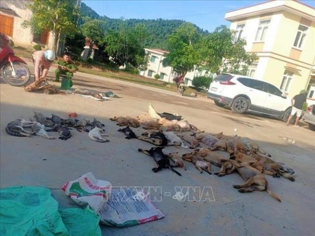 Phát hiện vụ trộm hơn 2 tạ chó, mèo trong một đêm