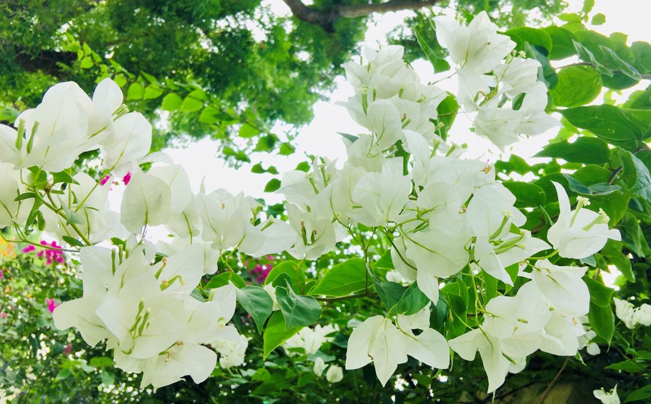 Dịu dàng vẻ đẹp hoa giấy
