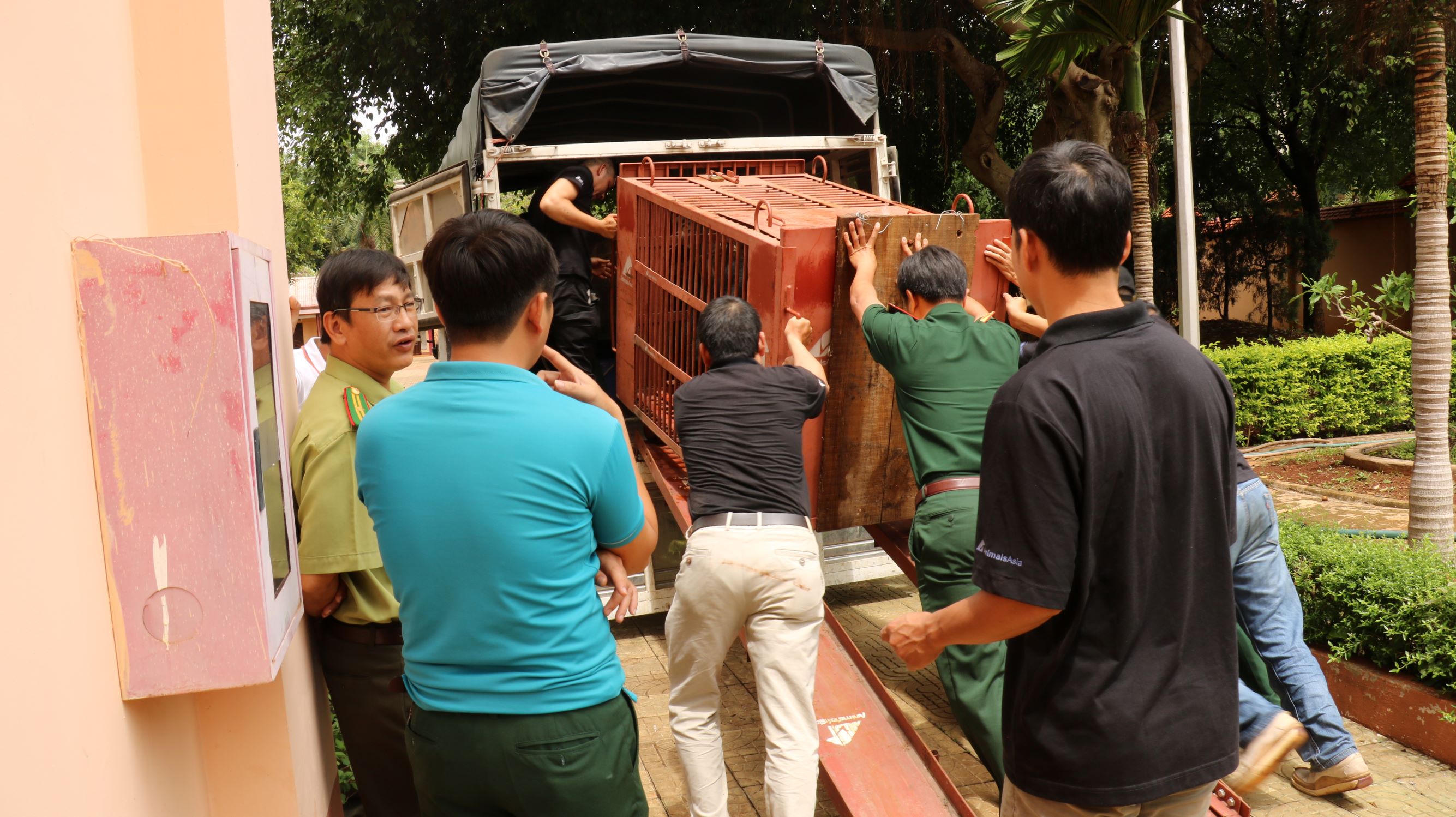 Cứu hộ một cá thể gấu ngựa tại tỉnh Gia Lai