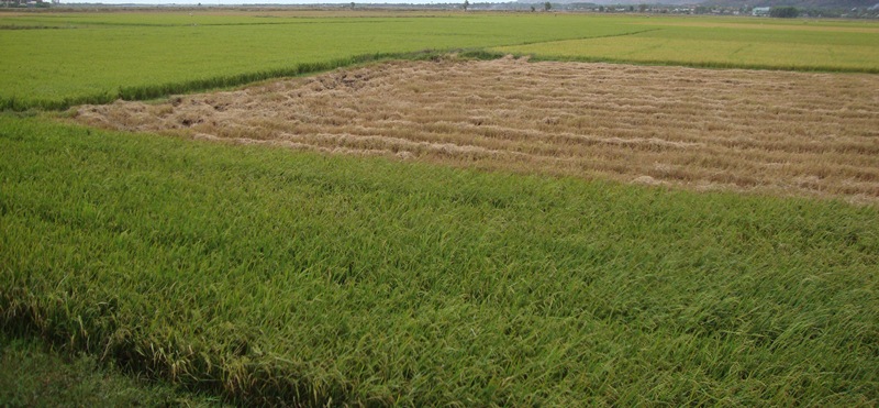 Sóc Trăng phấn đấu sản lượng lúa đặc sản đạt trên 1 triệu tấn