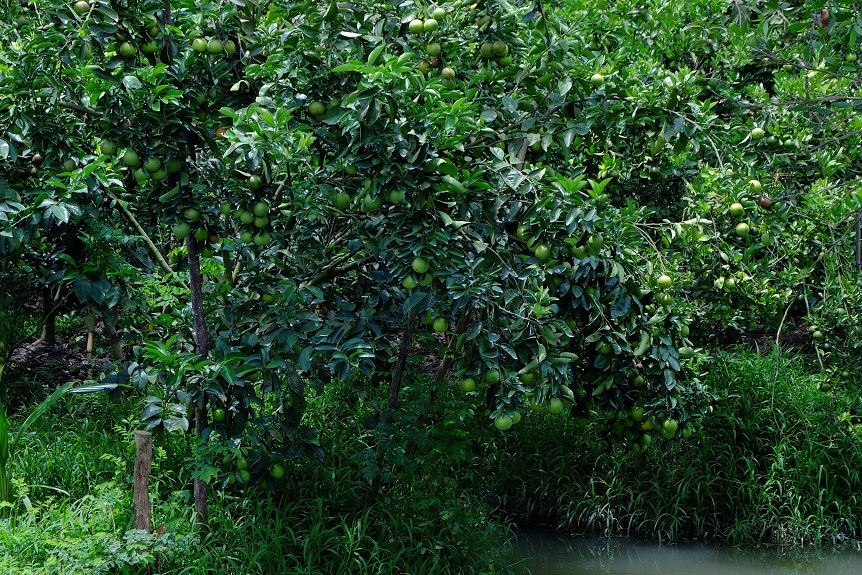 Đồng hành phát triển mô hình trồng cam