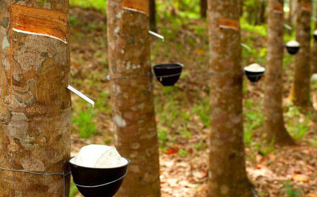 Xuất khẩu cao su ước đạt 456 nghìn tấn