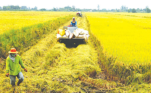 TP Cần Thơ Xây dựng nông thôn mới gắn với tái cơ cấu nông nghiệp