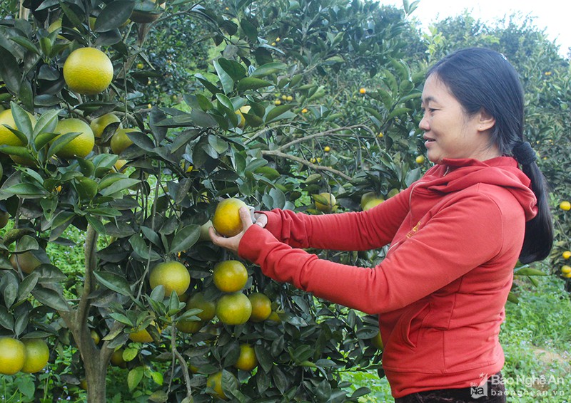 Nghệ An thực hiện kế hoạch sản xuất nông nghiệp năm 2020