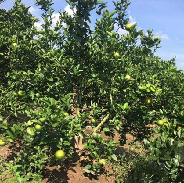 Đồng Nai Trên 5,6 nghìn ha bưởi đã cho thu hoạch