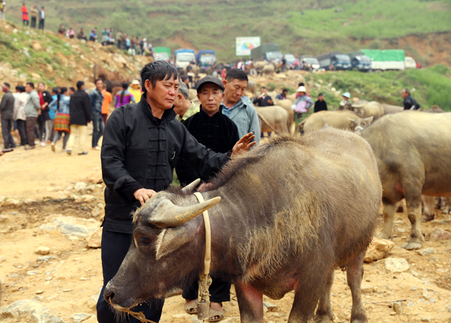 Chợ trâu Cán Cấu