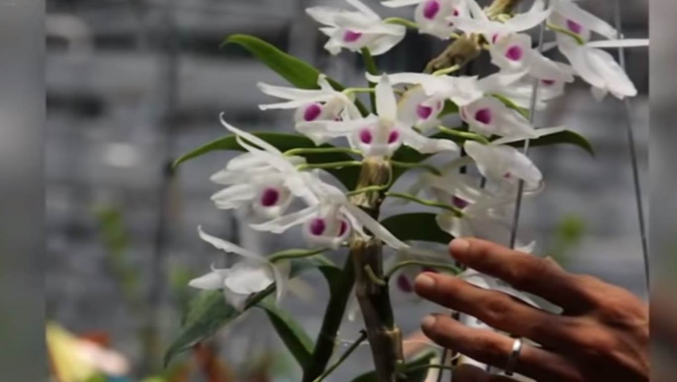 Đâu là giá trị thực của hoa lan đột biến