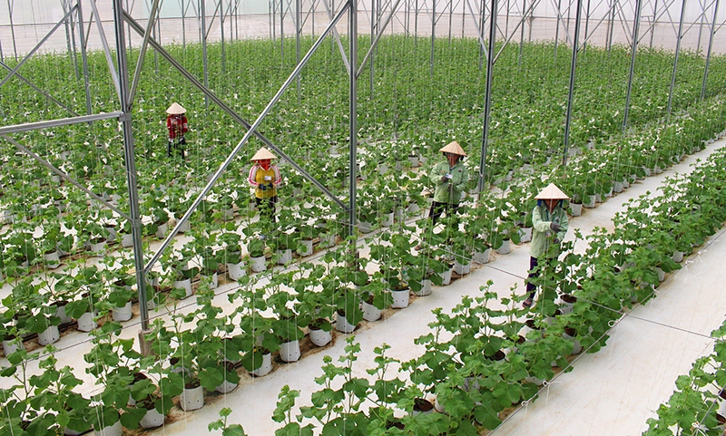 Đồng Xoài Bình Phước  Chuyển dịch nông nghiệp theo hướng hiện đại