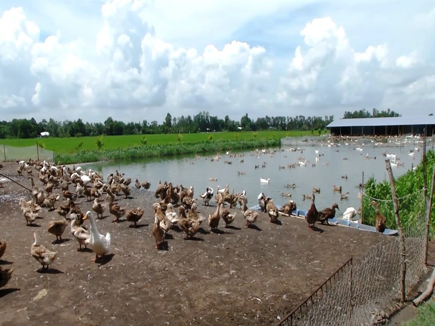 Agribank Chi nhánh Hồng Dân Bạc Liêu đồng hành cùng nông dân