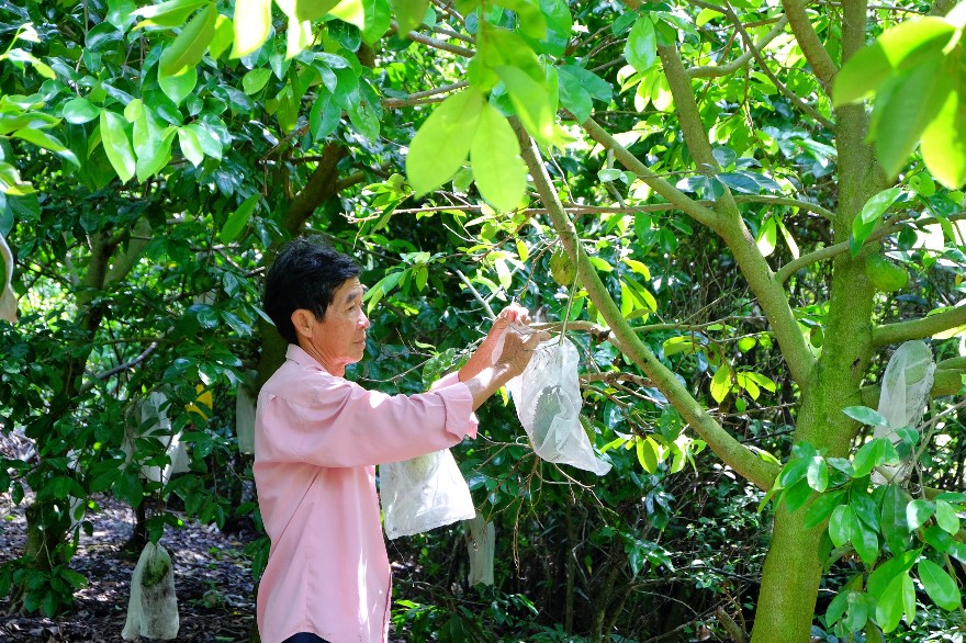 Trà mãng cầu - triển vọng phát triển trên đất Long Mỹ, Hậu Giang