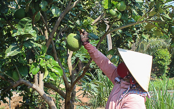 Ninh Thuận Đưa công nghệ cao vào sản xuất nông nghiệp