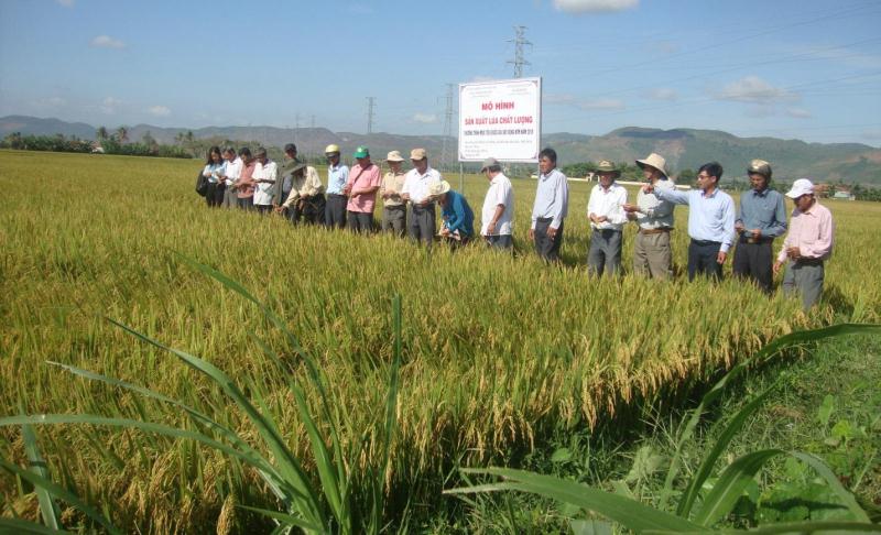 Phú Yên Phát triển toàn diện ngành nông nghiệp theo hướng hiện đại, hội nhập, thích ứng với biến đổi khí hậu