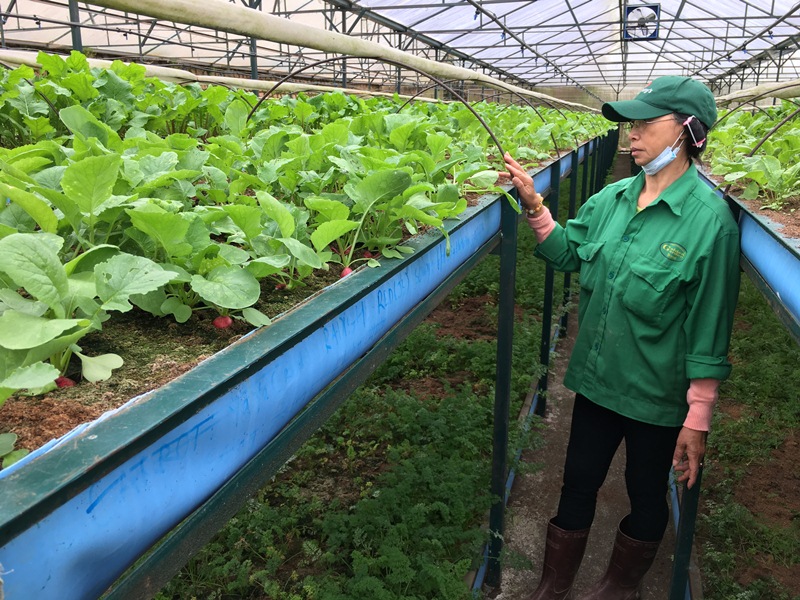 Nhiều công ty tham gia chuỗi cung ứng nông, lâm, thủy sản an toàn
