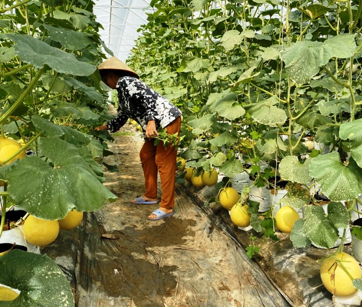 Lâm Đồng Thi đua đẩy mạnh sản xuất nông nghiệp theo hướng toàn diện, bền vững