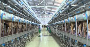 2019 - Dấu ấn TH true MILK trên bản đồ sữa thế giới