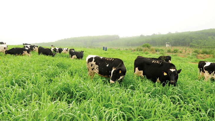 TH true MILK Organic Tiên phong trong ngành sữa Việt Nam