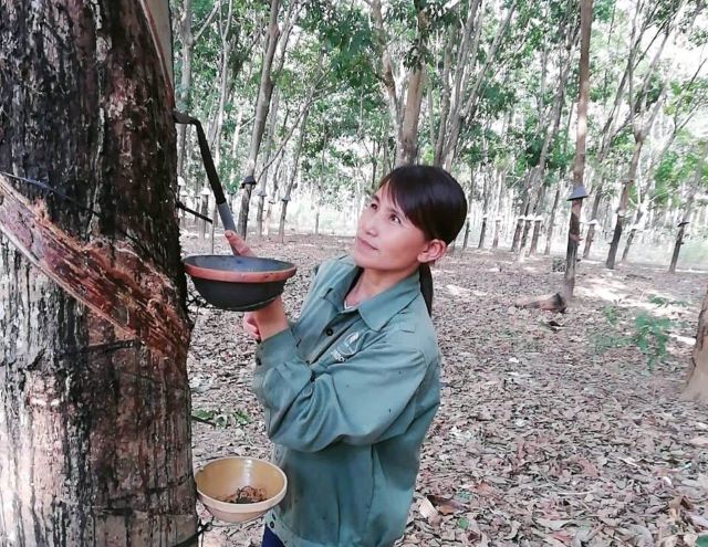 Nữ công nhân cao su tận tụy xây dựng nông trường