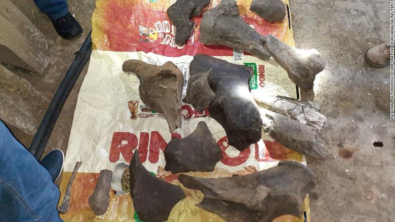 Phát hiện hóa thạch voi răng mấu 10 000 năm tuổi tại Colombia