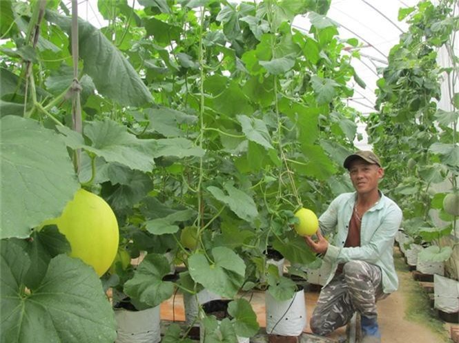 Hiệu quả từ ứng dụng công nghệ cao vào trồng trọt