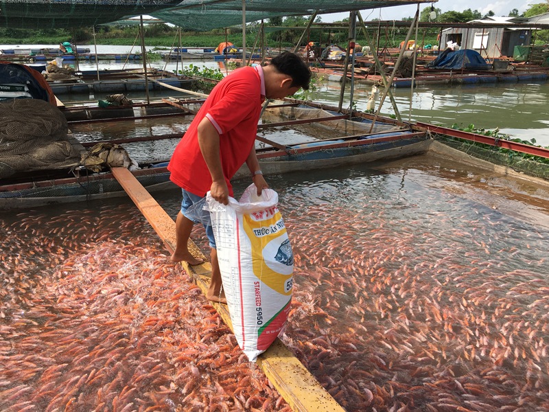 Vĩnh Long Giá trị thu hoạch ngành thủy sản đạt trên 1,3 tỷ đồng ha năm