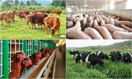 Quyết định phê duyệt chiến lược phát triển chăn nuôi tầm nhìn đến 2045

​