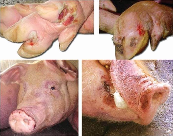 Phê duyệt Chương trình quốc gia phòng, chống bệnh lở mồm long móng