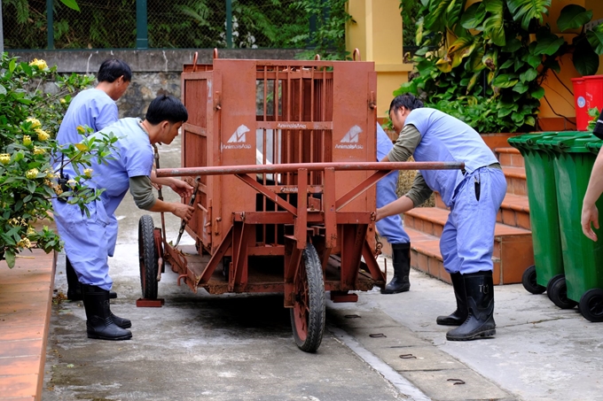 Cứu hộ thành công hai cá thể gấu ngựa tại tỉnh Phú Thọ