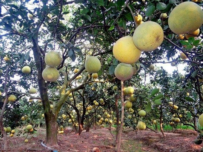 Xuất khẩu bưởi vào thị trường Nga tăng mạnh