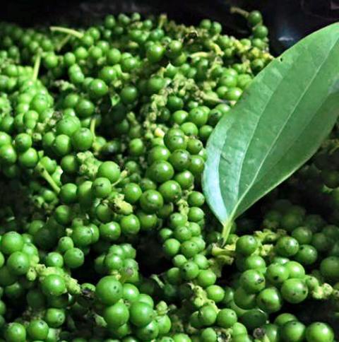 Xuất khẩu hạt tiêu sang thị trường Nhật Bản tăng