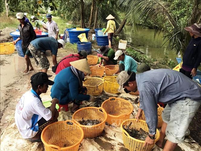 Phấn đấu giá trị xuất khẩu tôm càng xanh đạt 100 triệu USD