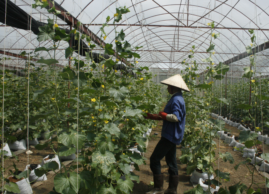 Khoa học công nghệ - đòn bẩy trong phát triển nông nghiệp