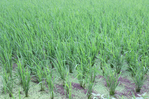 Vĩnh Phúc Phấn đấu tổng diện tích gieo trồng cây hàng năm đạt 38 500 ha trong vụ Đông Xuân 2020-2021