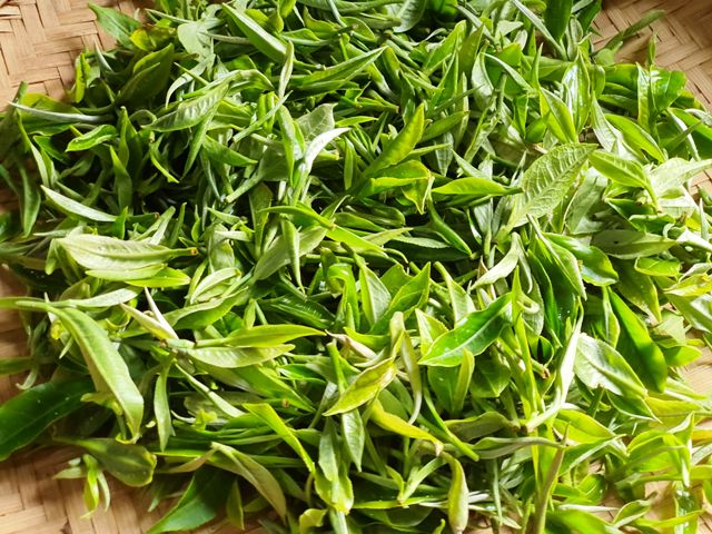 Trà Shan thương hiệu Việt giá trị cao - đổi thay đời sống vùng cao
