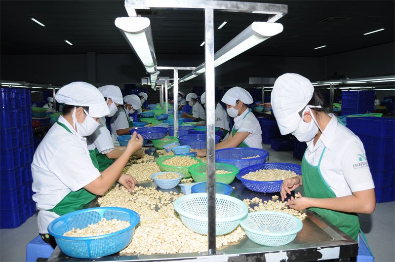 Để hạt điều Bình Phước vươn xa