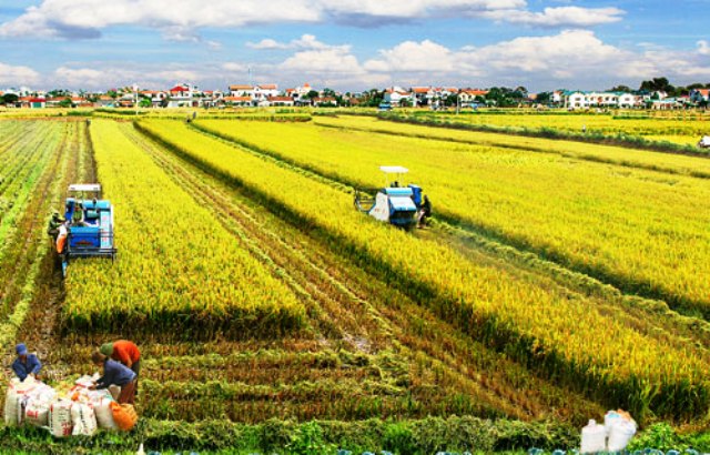 Củng cố thương hiệu tăng sức cạnh tranh của gạo Việt