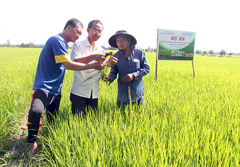 Hậu Giang Sản lượng lúa tăng 49 688 tấn so với năm 2019