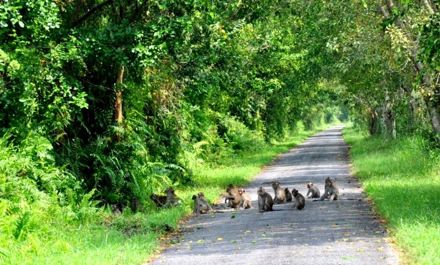 Tăng cường quản lý, kiểm soát loài ngoại lai xâm hại