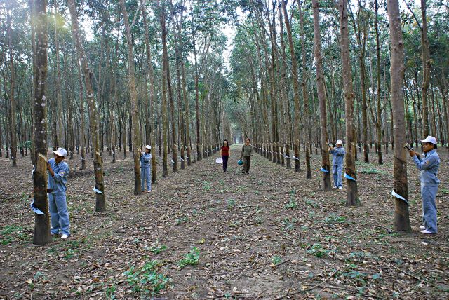 Công nhân công ty cao su Chư Păh phát huy truyền thống anh hùng
