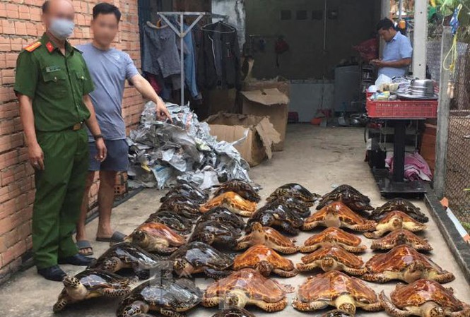 Bắt quả tang vụ buôn bán tiêu bản rùa biển lớn nhất năm
