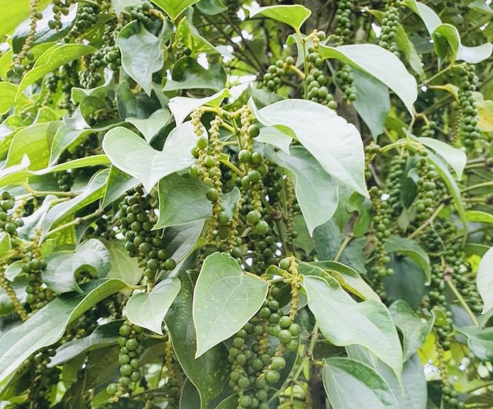 Xuất khẩu hạt tiêu tăng thị phần tại Nga