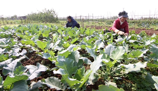 Liên kết sản xuất, kinh doanh nông sản, thực phẩm an toàn