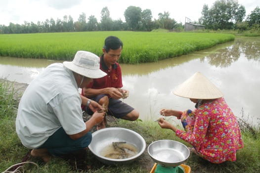 Nghị quyết 120 đưa Đồng bằng sông Cửu Long phát triển bền vững
