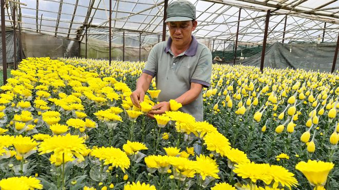 Giải cứu hoa Đà Lạt giữa dịch bệnh COVID-19