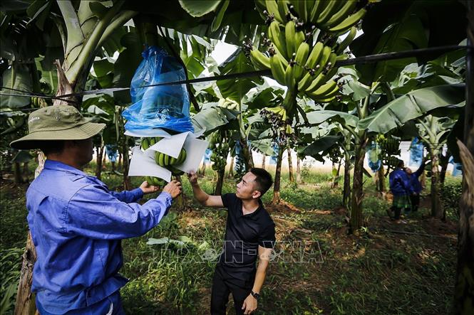 Hòa Bình đẩy mạnh phong trào thi đua, tạo bứt phá trong năm 2021