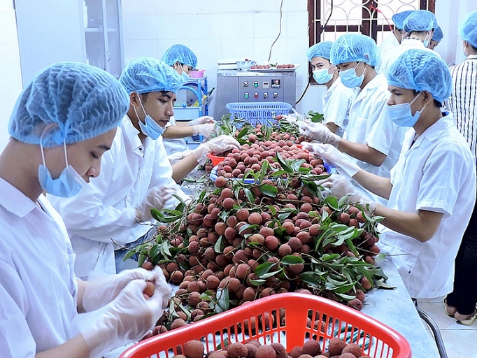 Xuất khẩu sang Úc tăng hơn 62 trong tháng đầu năm