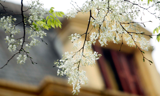 Hoa sưa nở trắng trời Hà Nội