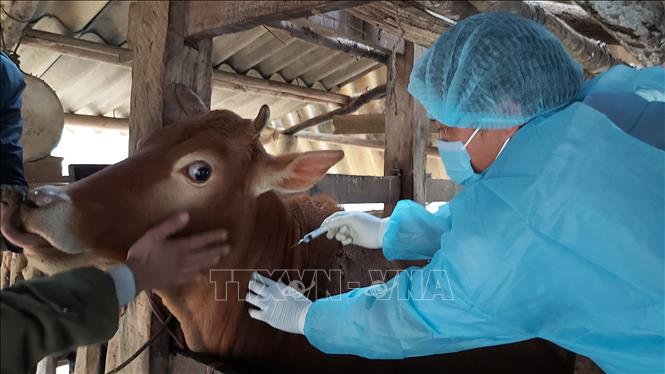 Bệnh viêm da nổi cục trên trâu, bò nguy cơ lây lan nhanh