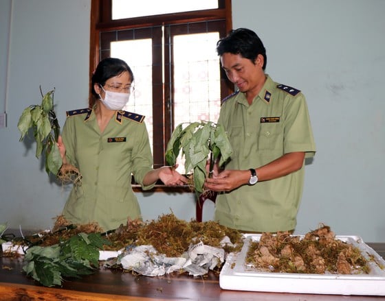Bắt vụ vận chuyển sâm Ngọc Linh giả